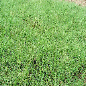 Common Bermudagrass, Hulled & Coated - 3 lb