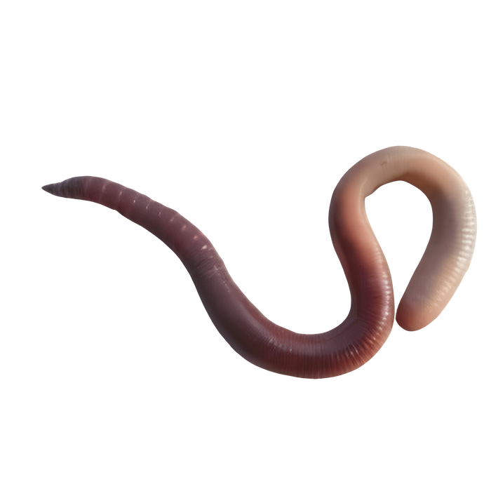 WORMS LARGE NIGHT CRAWLERS BOX 12-NIGHT CRAWL