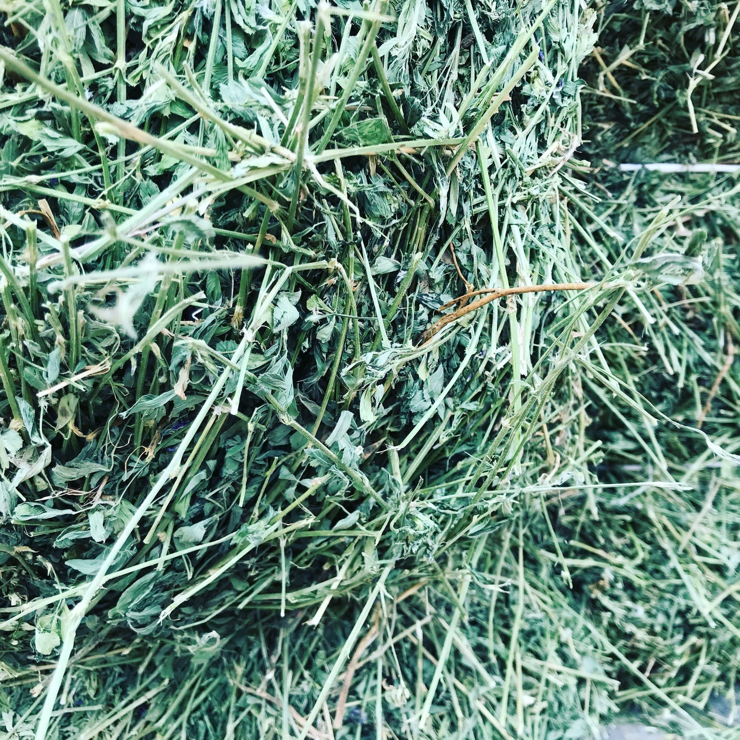 Alfalfa Square Bales