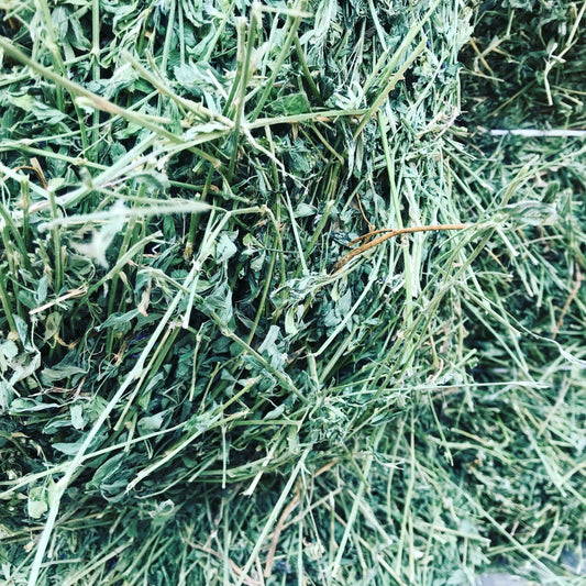 Alfalfa Square Bales